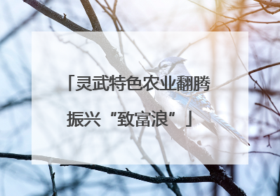 灵武特色农业翻腾振兴“致富浪”
