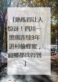 熟练得让人惊讶！四川一黑熊连续3年进村偷蜂蜜，藏哪都找得到