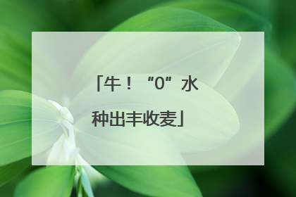 牛！“0”水种出丰收麦