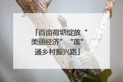 百亩荷塘绽放“美丽经济”“莲”通乡村振兴路