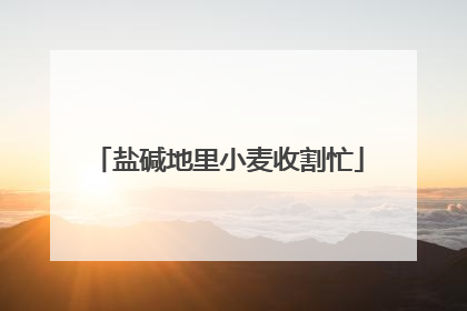 盐碱地里小麦收割忙