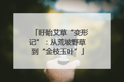 盱眙艾草“变形记”：从荒坡野草到“金枝玉叶”