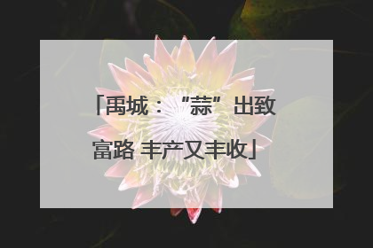 禹城：“蒜”出致富路 丰产又丰收