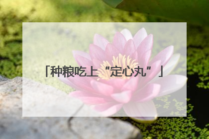 种粮吃上“定心丸”