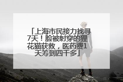 上海市民接力找寻7天！脸被射穿的狸花猫获救，医药费1天筹到四千多