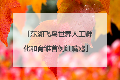 东湖飞鸟世界人工孵化和育雏首例红嘴鸥