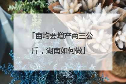 亩均要增产两三公斤，湖南如何做