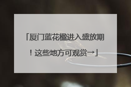 厦门蓝花楹进入盛放期！这些地方可观赏→
