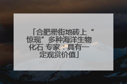 合肥罍街地砖上“惊现”多种海洋生物化石 专家：具有一定观赏价值