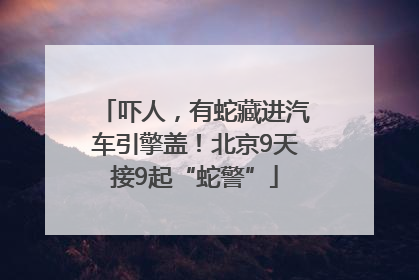 吓人，有蛇藏进汽车引擎盖！北京9天接9起“蛇警”