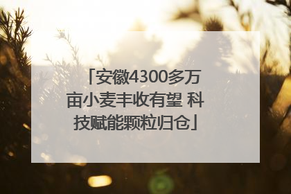 安徽4300多万亩小麦丰收有望 科技赋能颗粒归仓