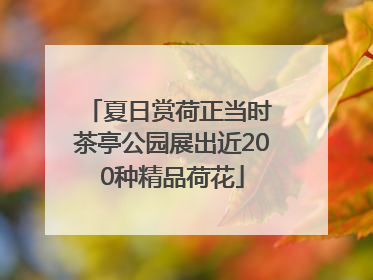 夏日赏荷正当时 茶亭公园展出近200种精品荷花