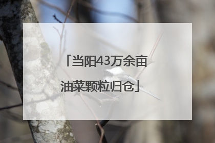 当阳43万余亩油菜颗粒归仓