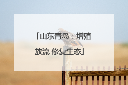山东青岛：增殖放流 修复生态