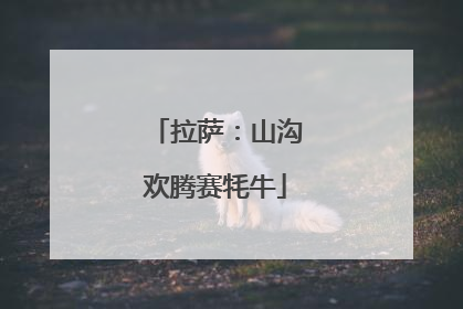 拉萨：山沟欢腾赛牦牛