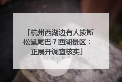 杭州西湖边有人拔断松鼠尾巴？西湖景区：正展开调查核实