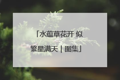 水蕴草花开 似繁星满天｜图集