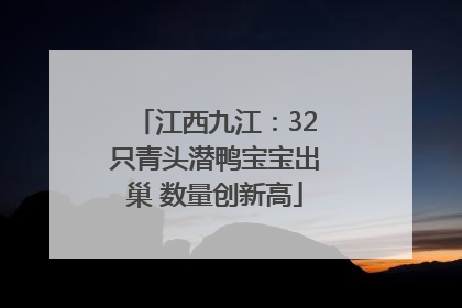 江西九江：32只青头潜鸭宝宝出巢 数量创新高