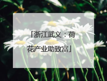 浙江武义：荷花产业助致富