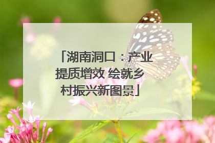 湖南洞口：产业提质增效 绘就乡村振兴新图景