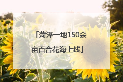 菏泽一地150余亩百合花海上线