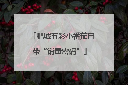 肥城五彩小番茄自带“销量密码”