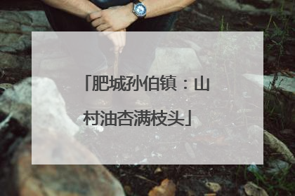 肥城孙伯镇：山村油杏满枝头