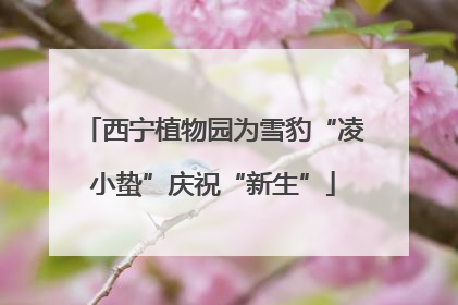 西宁植物园为雪豹“凌小蛰”庆祝“新生”