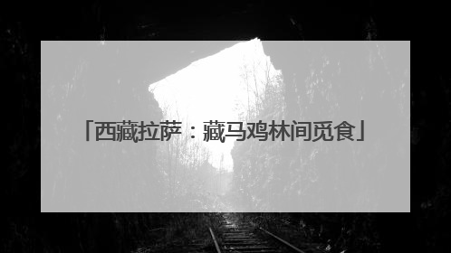 西藏拉萨：藏马鸡林间觅食