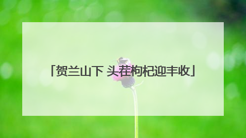贺兰山下 头茬枸杞迎丰收