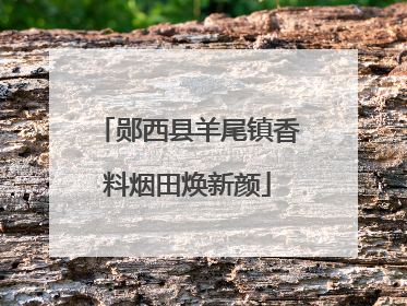 郧西县羊尾镇香料烟田焕新颜