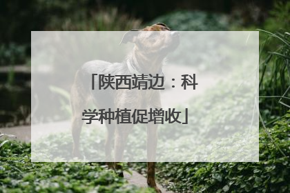 陕西靖边：科学种植促增收