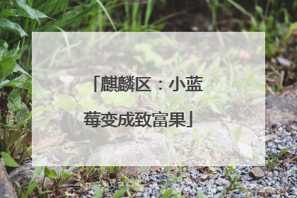 麒麟区：小蓝莓变成致富果