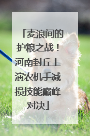 麦浪间的护粮之战！河南封丘上演农机手减损技能巅峰对决