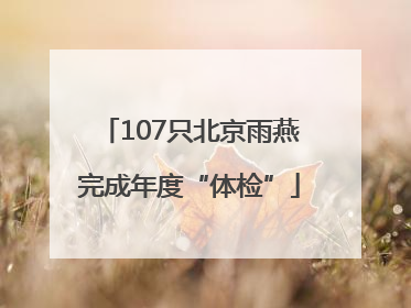 107只北京雨燕完成年度“体检”