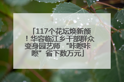 117个花坛焕新颜！华容临江乡干部群众变身园艺师 “咔嚓咔嚓”省下数万元