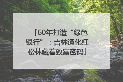 60年打造“绿色银行”：吉林通化红松林藏着致富密码